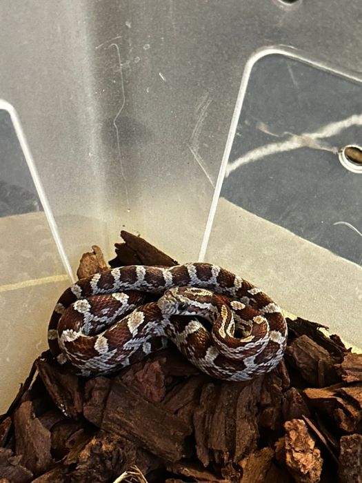 Маисовый полоз змея шнурок