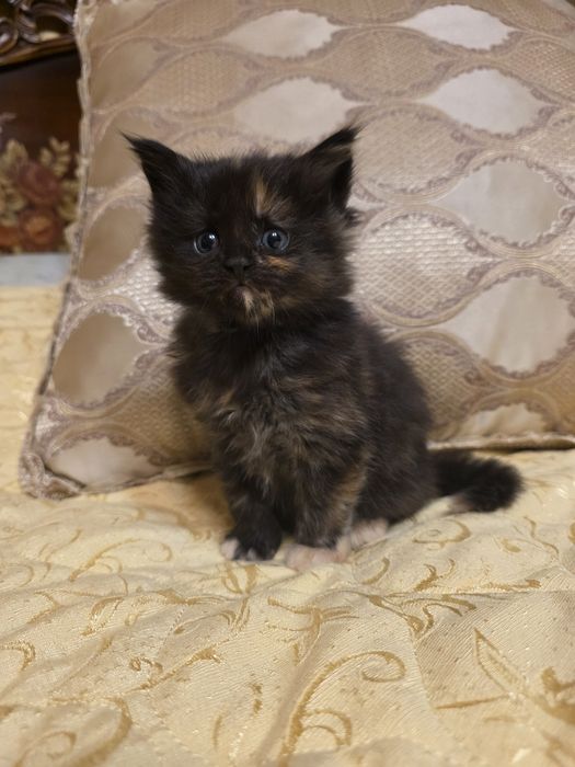 Мейн- кун котета