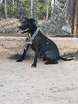 Pit bul sotiladi jinsi qiz
1yilu 11oyli
ves 15kg srochna joy bo'shatis