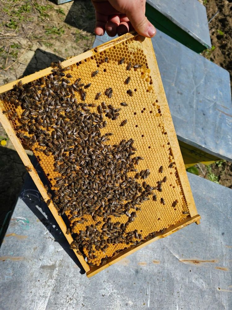 Miere de albine 100%naturala
