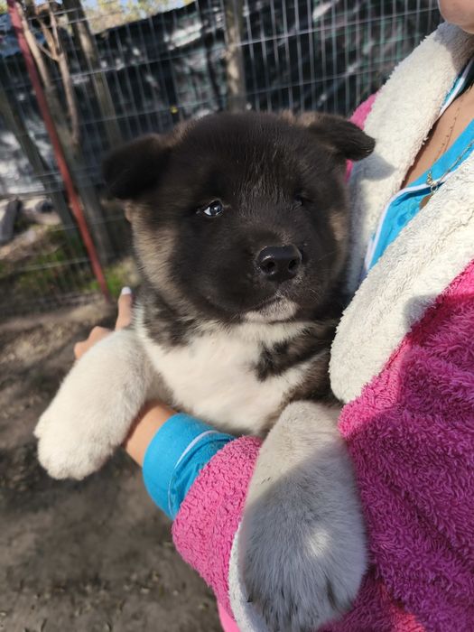 Mascul Akita American