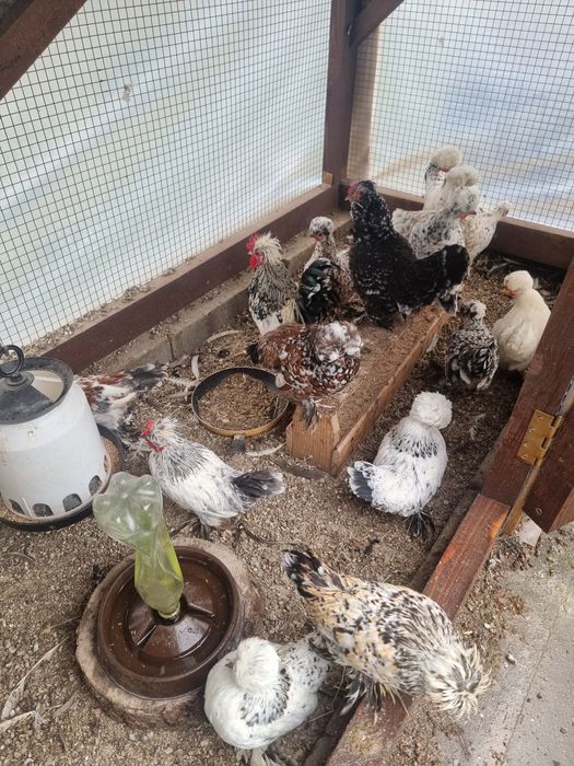 Бреговска джинка