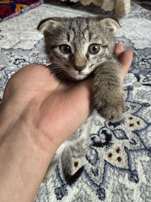 Скотиш фолд мушукчалари сотилади