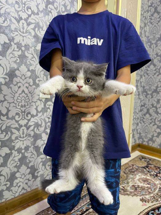 Британский Котёнок скотиш