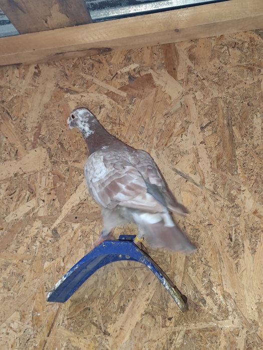 Porumbei pui și maturi