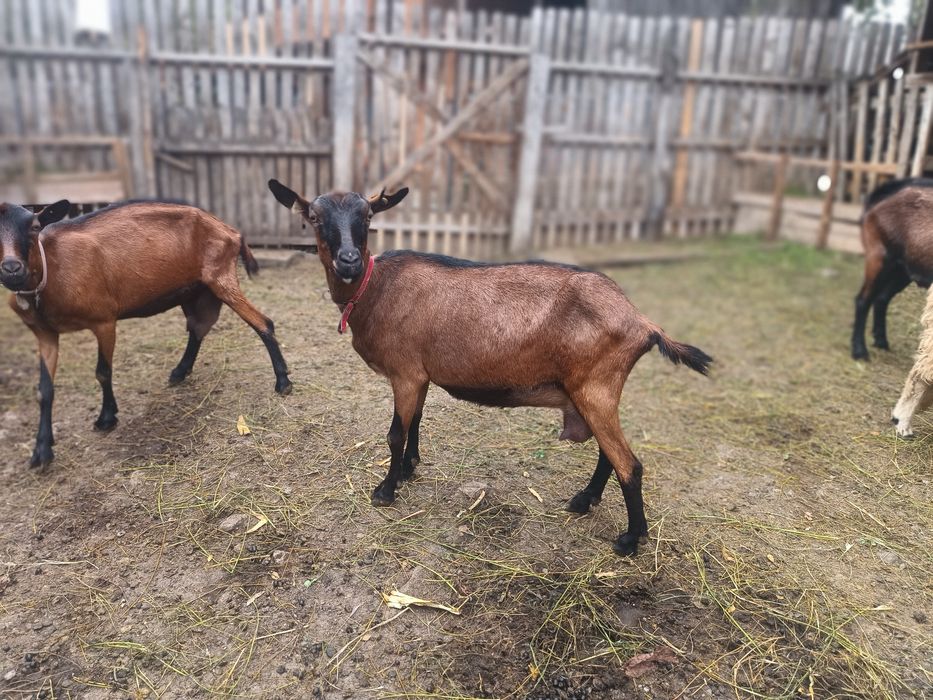 Capra alpina franceza