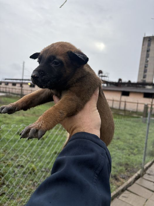 Белгийска овчарка (малиноа)