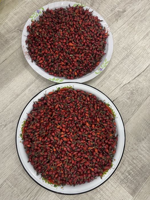 Продам шиповник