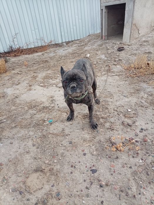 Собака породы мопс