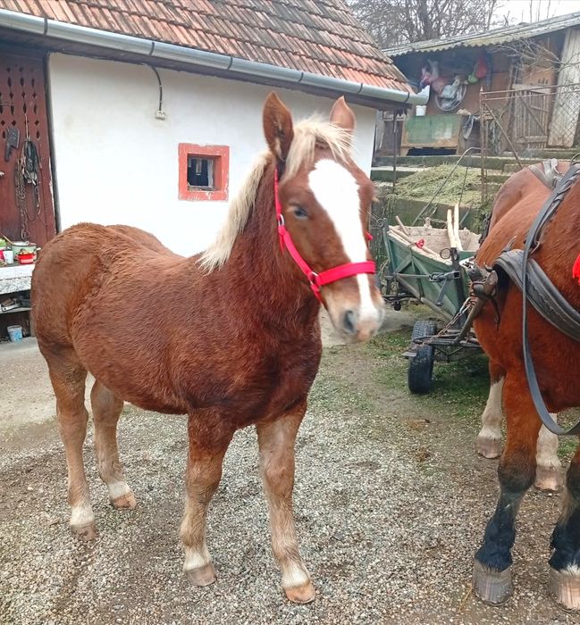 Mânz armăsar în vârstă de 6 luni