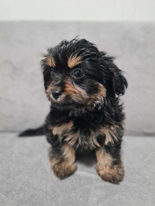 Йоркширски Териер Йорки