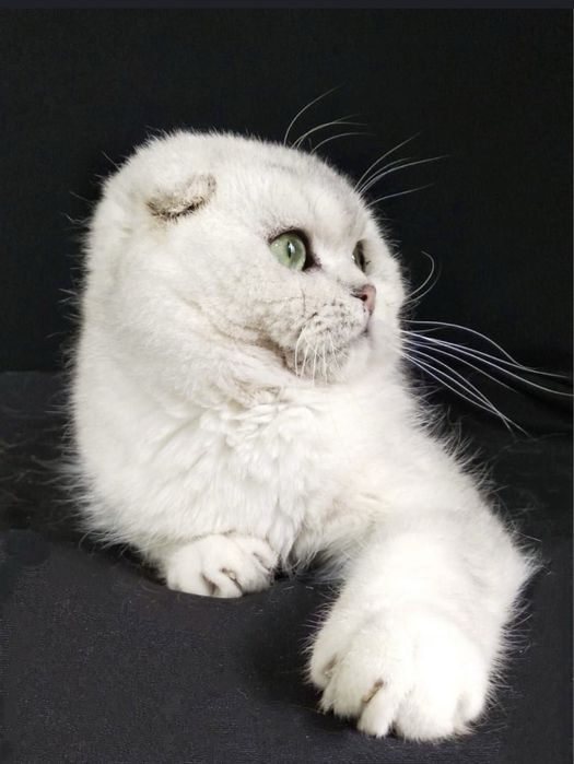 Вязка !!!SOTILMIDI Супер красавчик шотландский вислоухий KoTNs11331