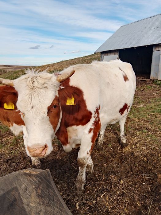 Vând juninci a fata