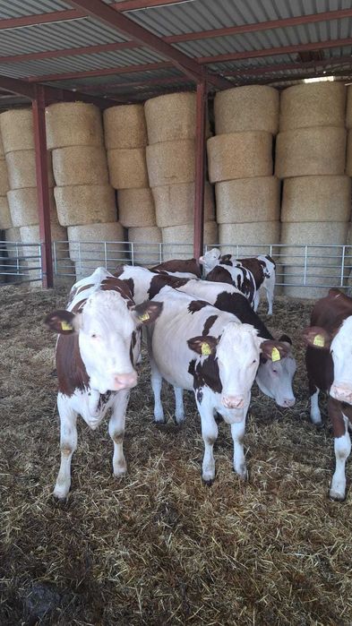 vand juninci Montbeliarde