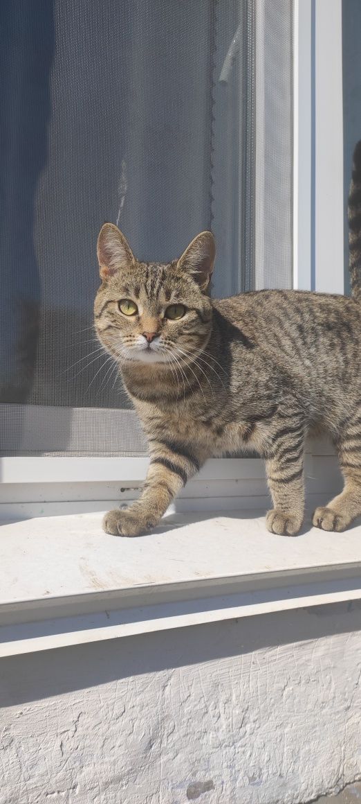 Кот интеллигентный и умный