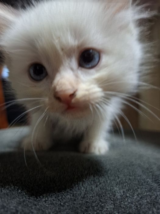 Отдам котят в хорошие руки