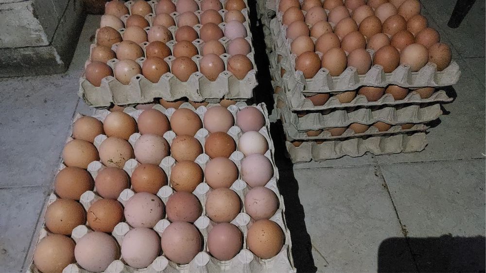 Vând ouă proaspete