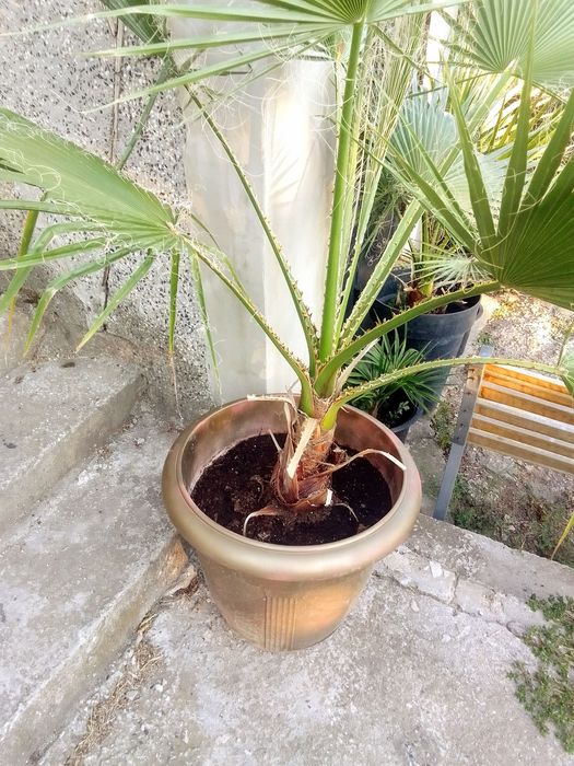 Палми Вашингтония