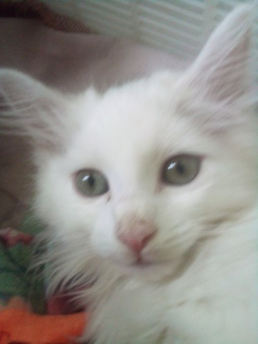 Котята 3 мес продаются