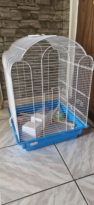 Colivie papagal  buna