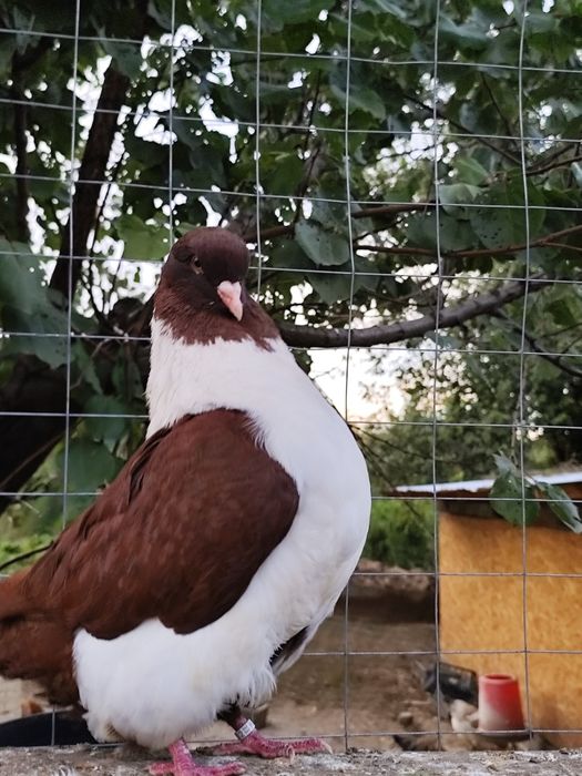 Porumbei voiajori stil vechi , straseri ,  turturele razatoare