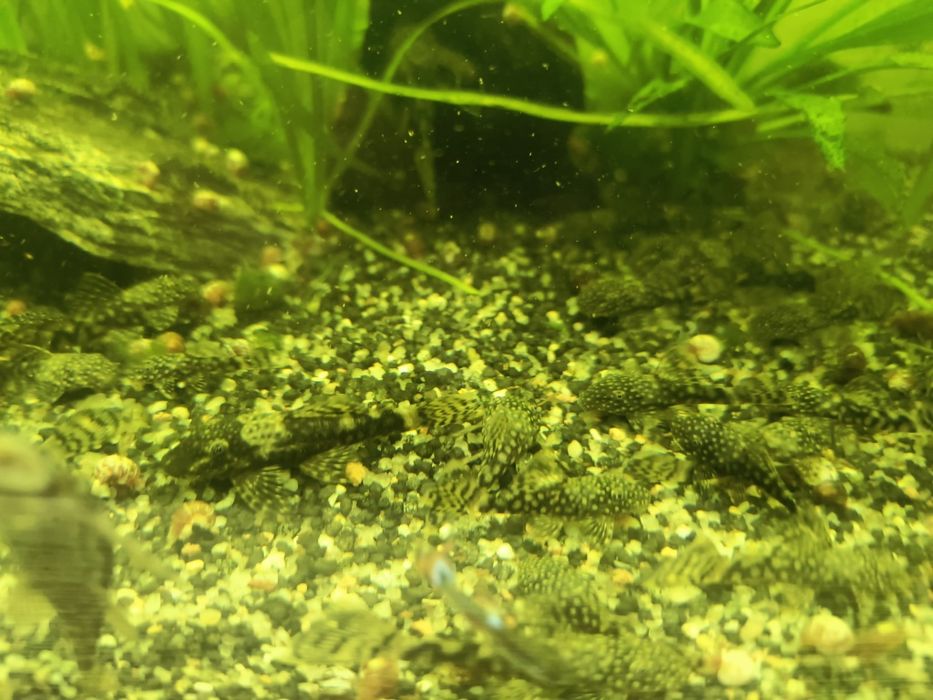 Pești acvariu ancistrus