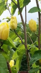 Magnolia galbena ( yellow ) tufa si copac.