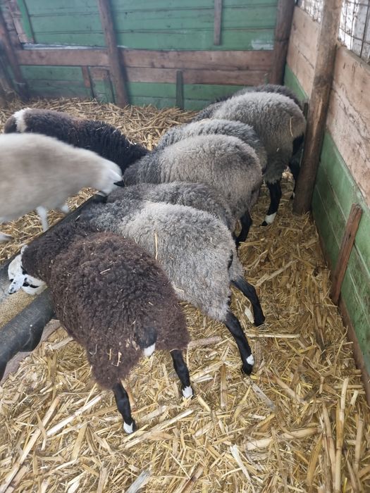 Mieluțe Romanov și metis de vânzare sau la schimb