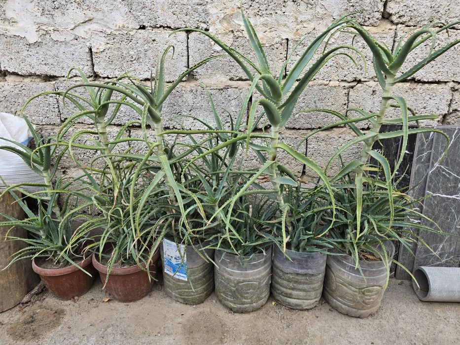 АЛОЭ лечебный цветок