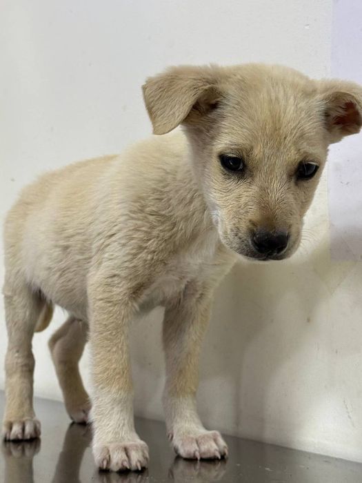 Отдаются в добрые руки белоснежные щенки