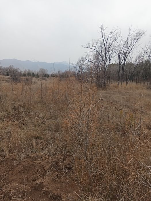 Лиственница саженцы 2 метра