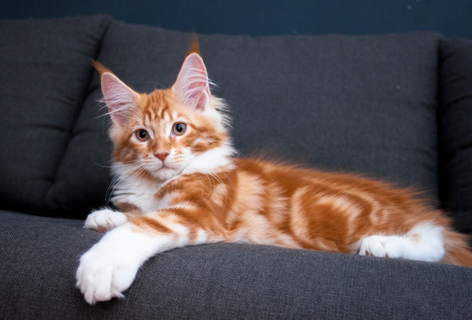 Котята мейн кун из питомника