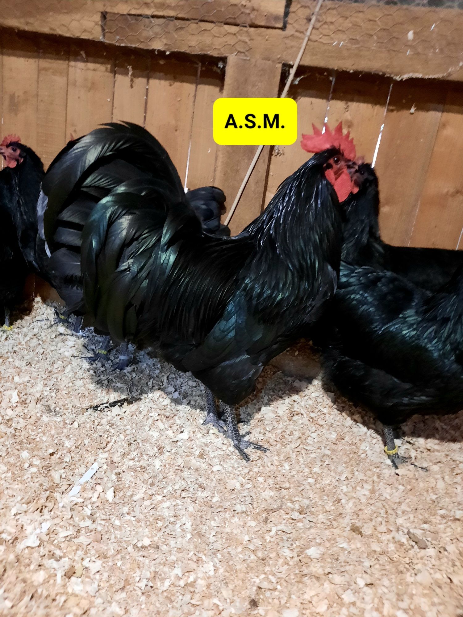 Pui Australorp Negru de 3 zile