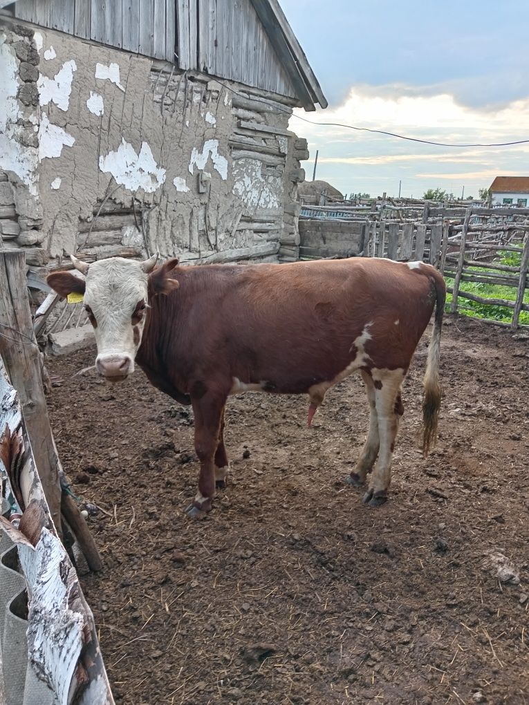 Продам бұқа. Бычок.