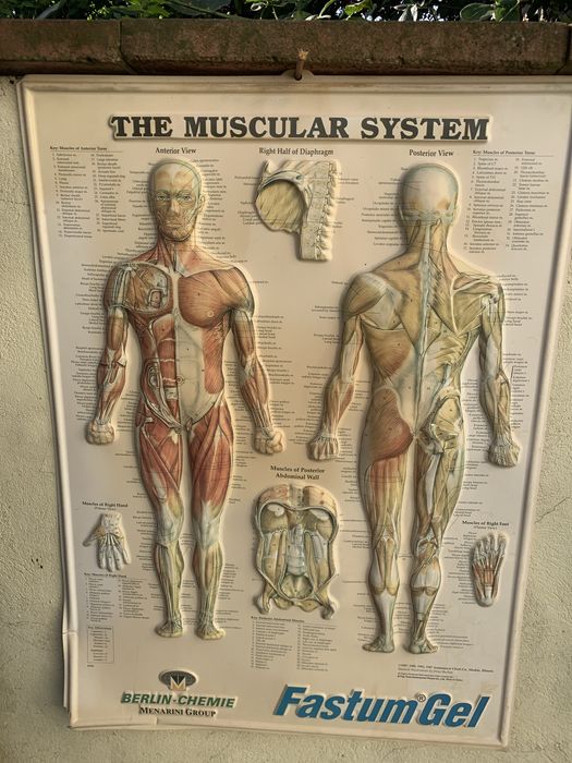 Planse anatomice sistem muscular si hipertensiunea