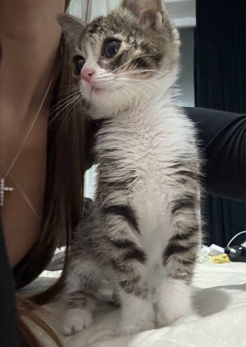 Котенок в добрые руки