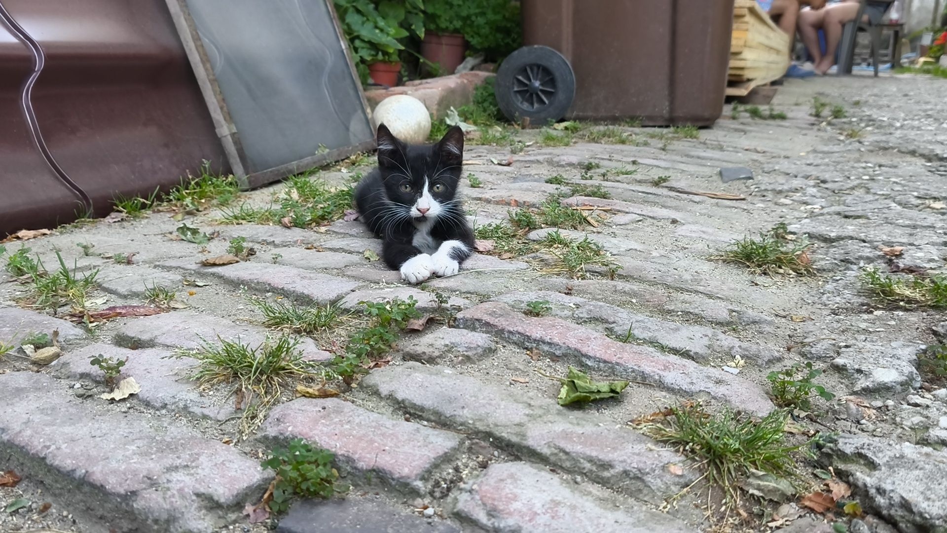 Ofer 3 pisoiasi spre adoprie