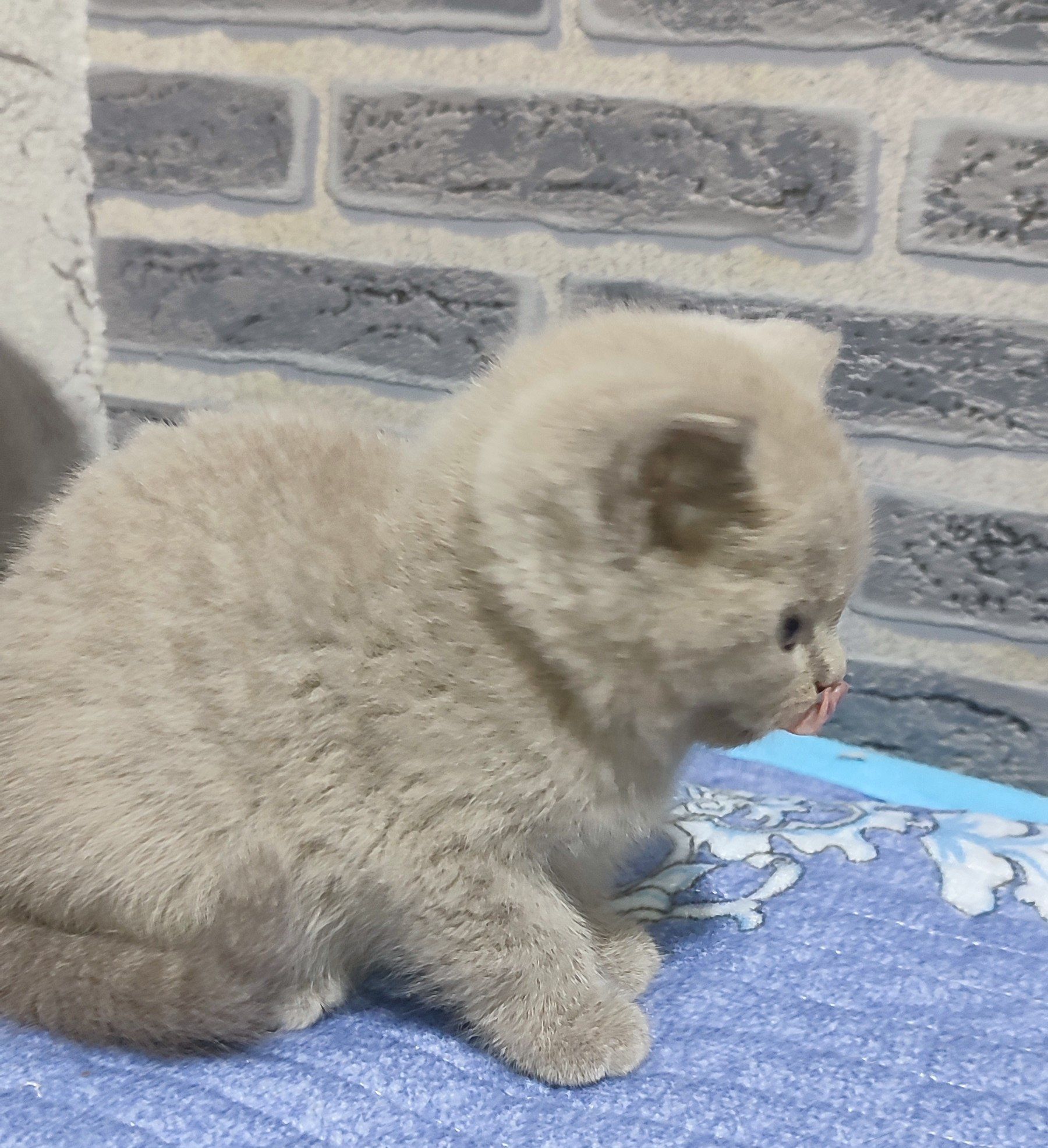 Продаются котята