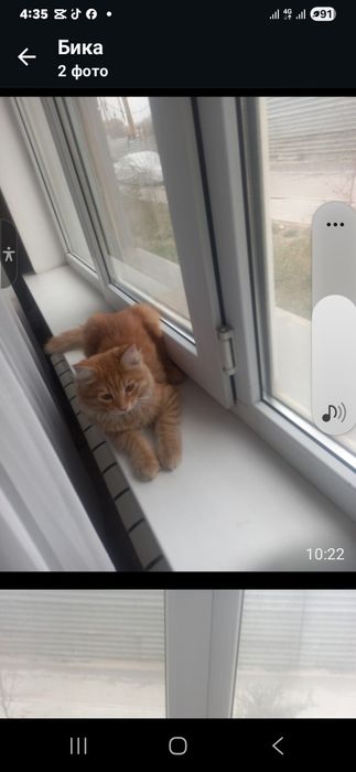 Котёнок  отдам даром