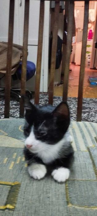 Отдам котят в хорошие руки