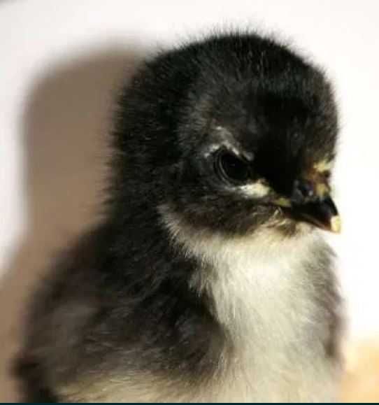 australorp oua pentru incubat australorp oua australorp pui australorp