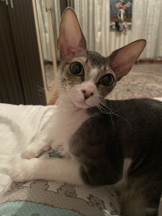 Продам кошку сфинкс браш 25000