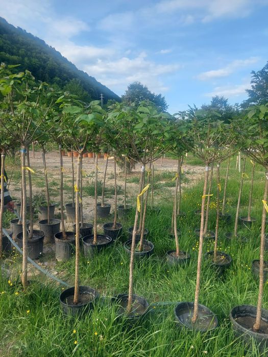 Catalpa Globular Nana OFERTA
