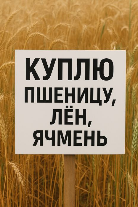 Закупаю пшеница