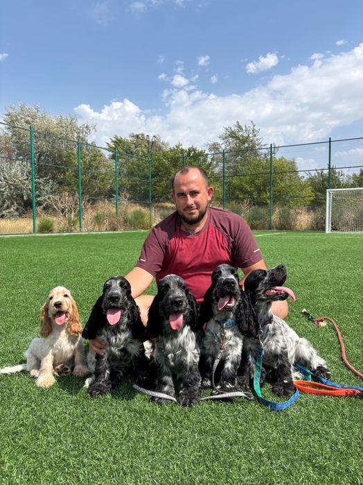 Pui de Cocker Englez