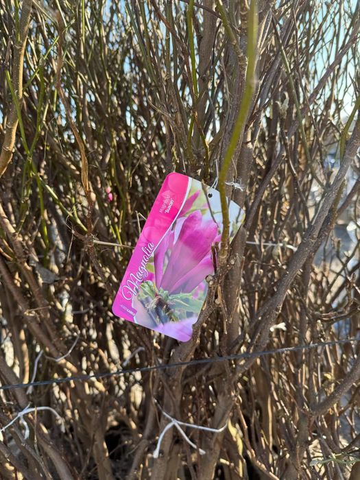 Vănd laur englezesc