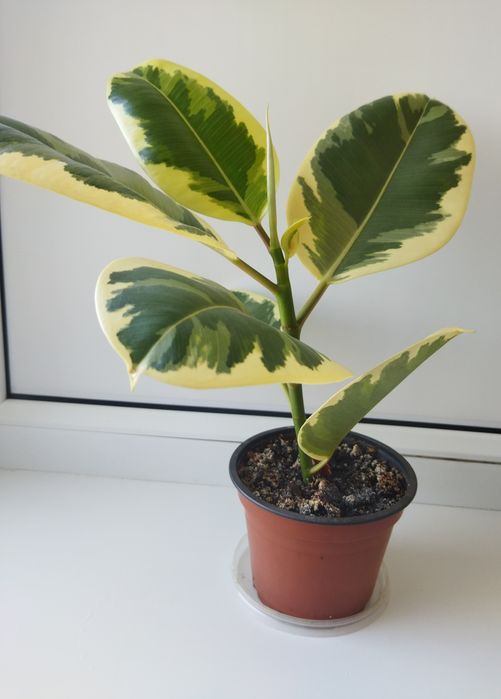 Продаю комнатное растение фикус