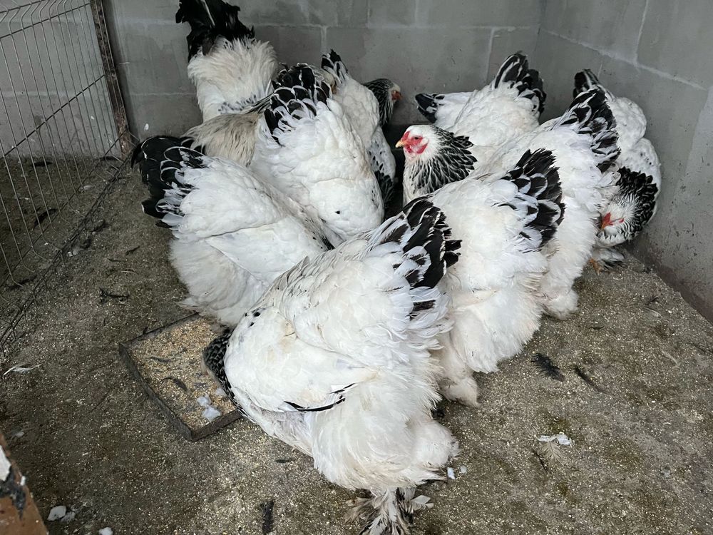 Brahma Herminat Deschis