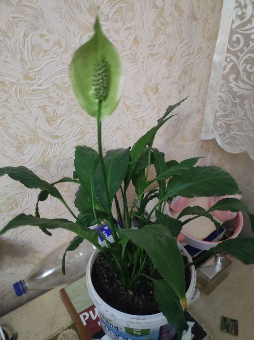 Комнатные цветы по договоренности