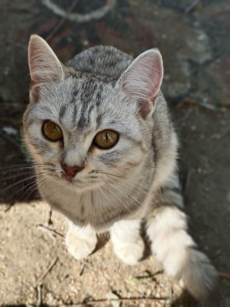 Котенок в добрые руки